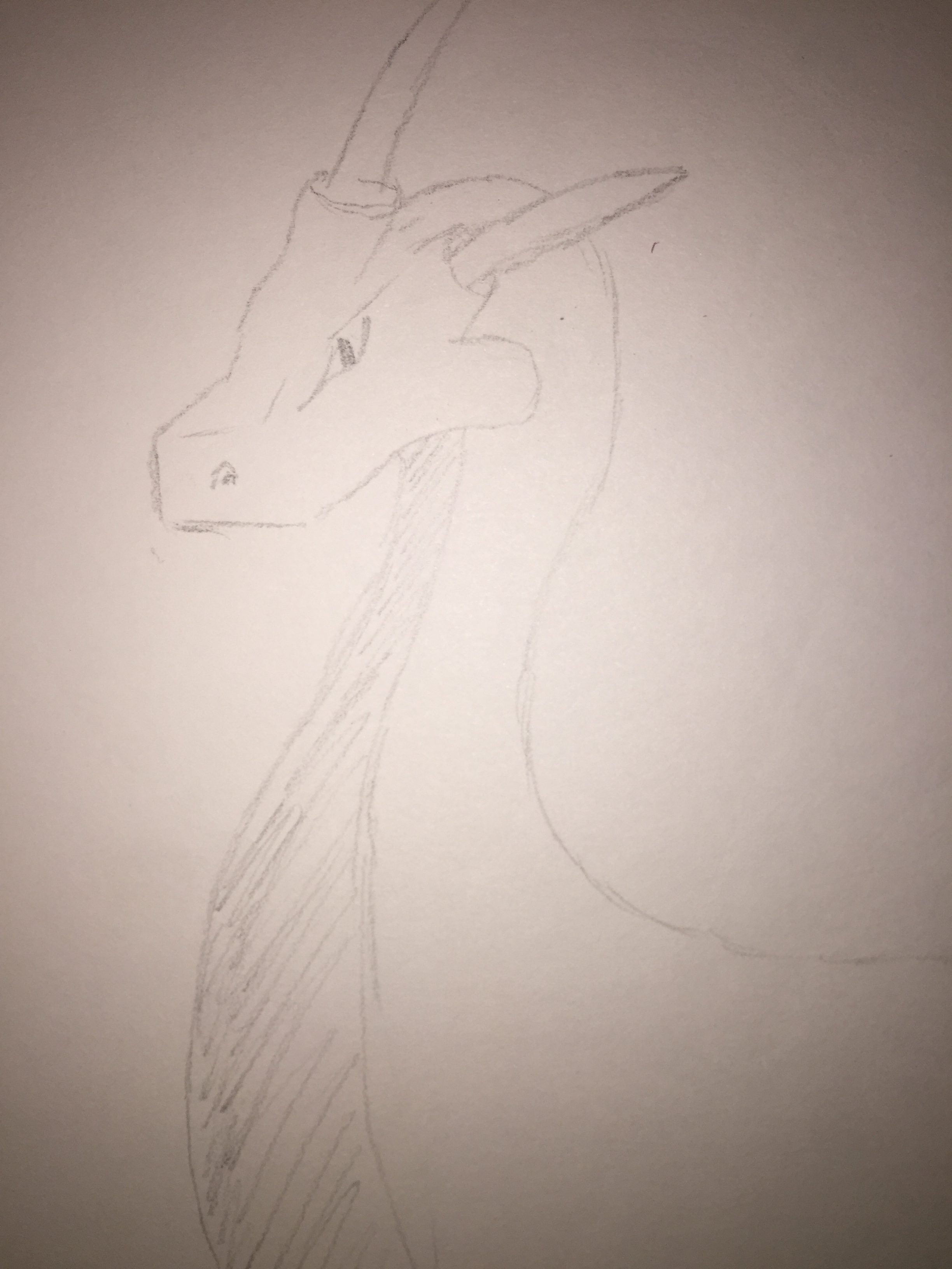 regal dragon in pencil