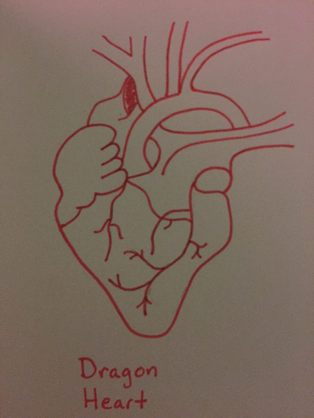 human heart in red labeled dragon heart